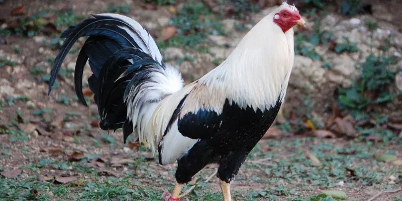 Cách Nuôi Gà Đá Cựa Sắt Jun88 – Gà Khỏe, Ra Đòn Hiểm Bí quyết Om nghệ + rượu thuốc 21 ngày – da dày chịu cựa sắt