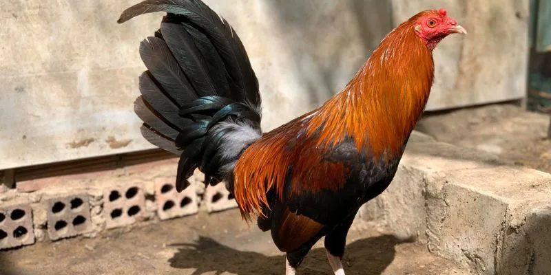 Cách Nuôi Gà Đá Cựa Sắt Jun88 – Gà Khỏe, Ra Đòn Hiểm Lợi ích xem live đá gà cựa sắt Full HD 24/7 không giật lag