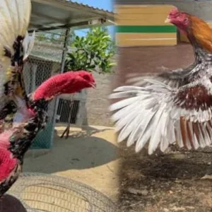 Cách Nuôi Gà Đá Tới Pin – Bí Mật Thần Kê Bất Bại Jun88 2025