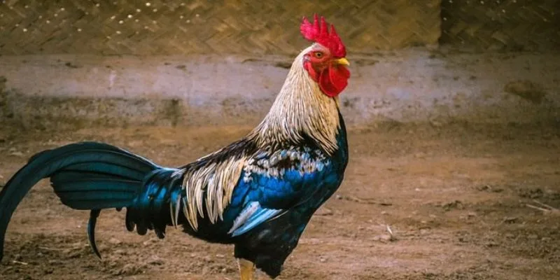 Duy trì lịch nghỉ ngơi và phục hồi chủ động sau mỗi trận xổ