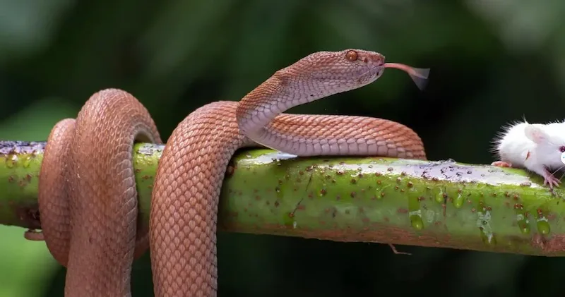 Giải mã mơ thấy rắn theo đối tượng trong mơ - mơ thấy rắn là điềm gì