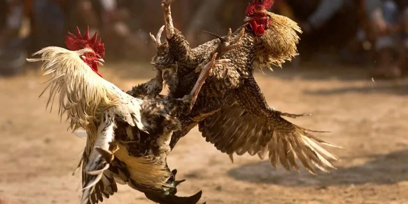 Nuôi Gà Đá Làm Giàu – Bí Quyết Kiếm Tiền Tỷ Từ Thần Kê Jun88 2025 Bí quyết kiểm soát chi phí thức ăn – thuốc chỉ còn 28–32% doanh thu