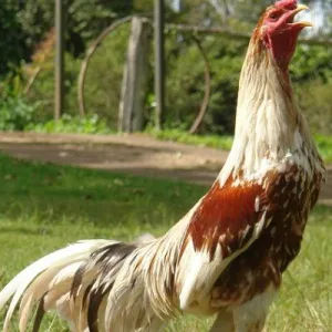 Thuốc Nuôi Gà Đá Của Mỹ – Bí Quyết Tạo Thần Kê Jun88