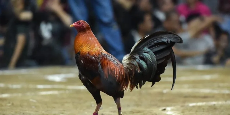 Thành phần hoạt chất trong thuốc nuôi gà đá của Mỹ